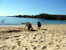 Bundeena Dog on Beach