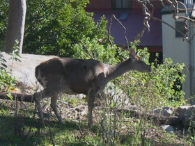 Royal National Park Deer