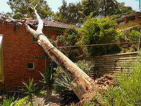 Maianbar Tree Collapse