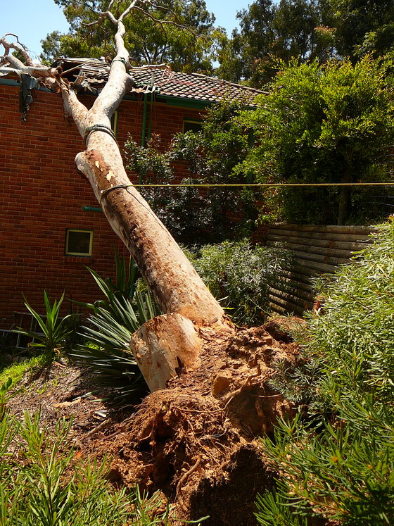 Maianbar Tree Crash