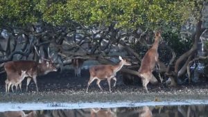 Deer Impact on Royal National Park Mangroves