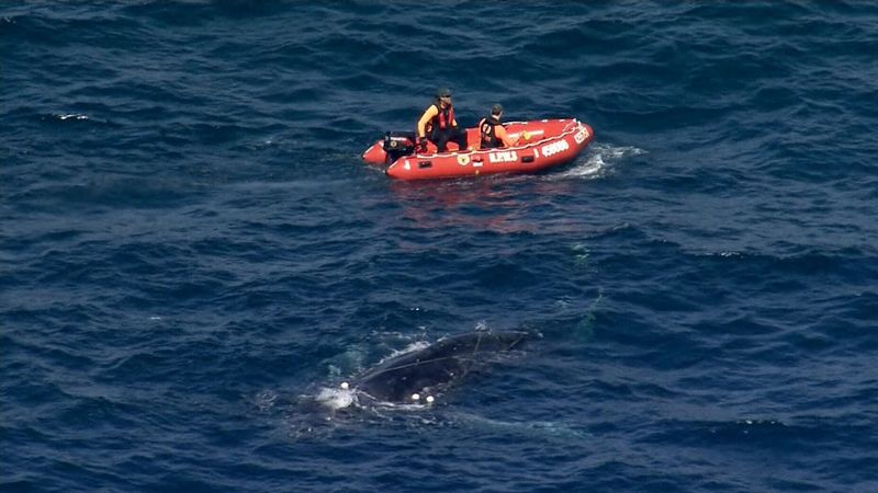 Wattamolla Whale Rescue