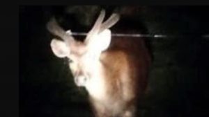 Illegal Deer Hunting Royal National Park