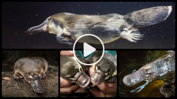 Platypus Royal Rewilding Video