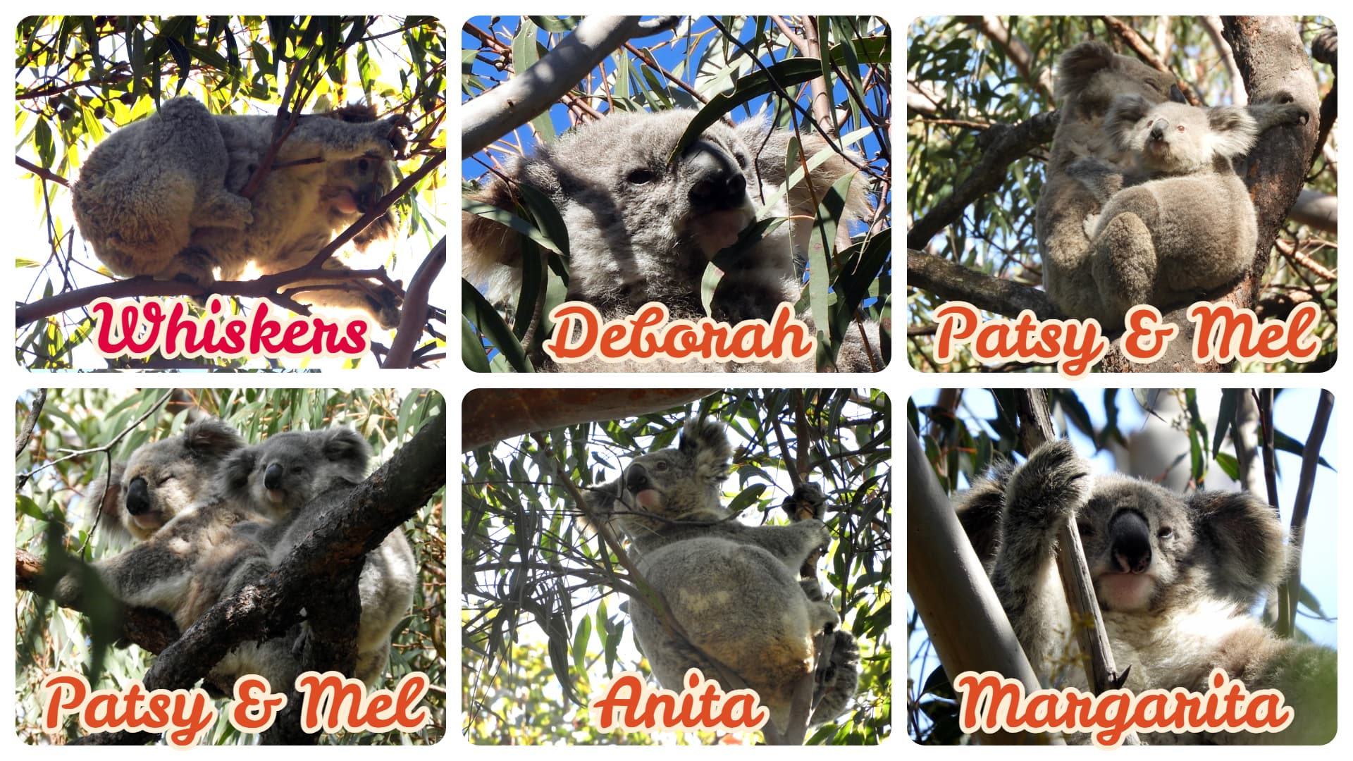 Koala Colony Discovered by Name