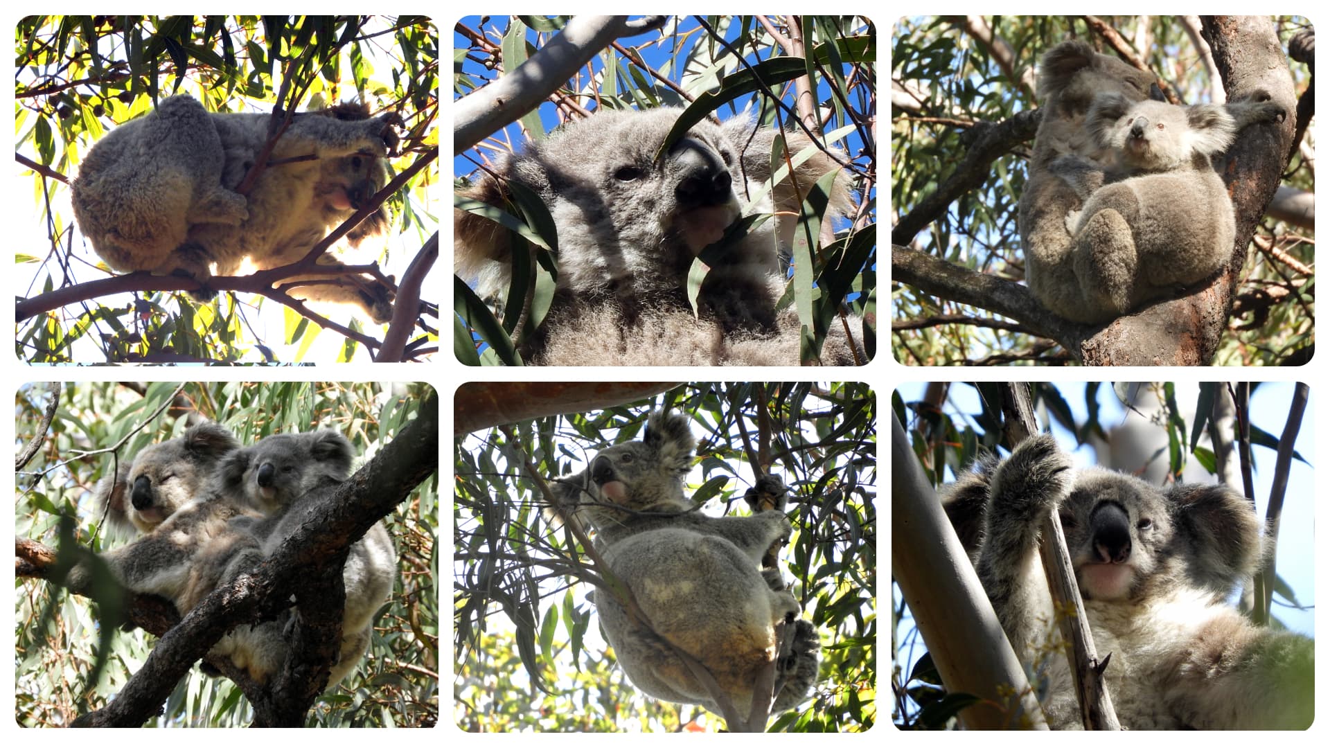 Koala Colony Discovered