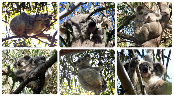 Koala Colony Discovered