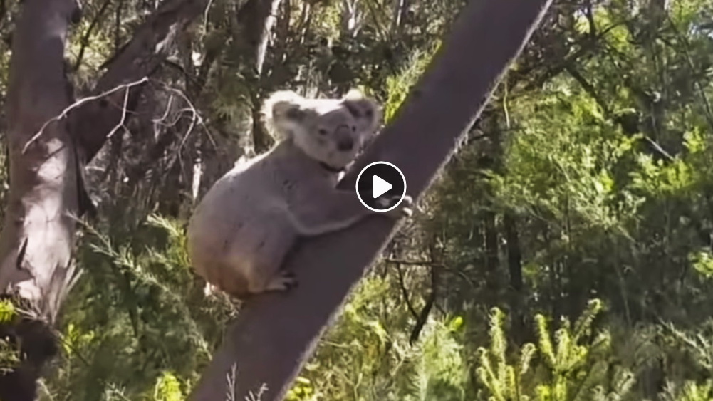 Koala Released in Royal National Park
